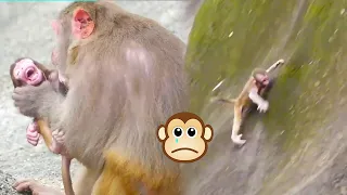 Unscrupulous mother monkey pushed her baby down the cliff