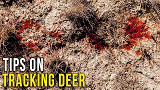 Beginner Tips for Tracking Deer