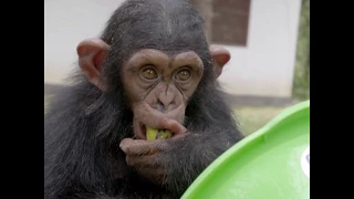 New Arrival at JGI's Tchimpounga Chimpanzee Sanctuary: Little George