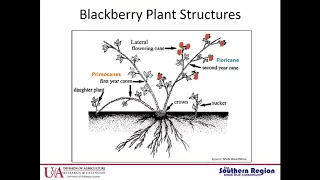 #1 Basics of Blackberry Production, Amanda McWhirt. Arkansas Blackberry School