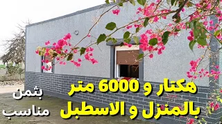 هكتار و 6000 متر بالمنزل و الاسطبل بثمن مناسب جدا