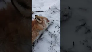 Лисичка в петлю на волка.