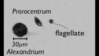 zooming out: phytoplankton in perspective