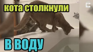 Подборка Топовых Приколов #122 | Лучшие Угарные и Смешные Приколы | Кот в Ванне