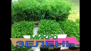 👩🏻‍🌾🌱🌱ЧТО ТАКОЕ МИКРОЗЕЛЕНЬ. В ЧЕМ ПОЛЬЗА. ВЫГОДНО ЛИ ВЫРАЩИВАТЬ