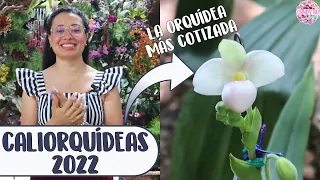 EXPOSICIÓN CON LOS MÁS EXPERTOS EN ORQUÍDEAS: 21 años para que sacara esta flor │Candy Bu