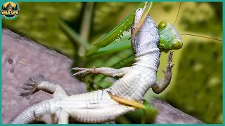 Top 21 Moments When The Praying Mantis Fights In The Trenches