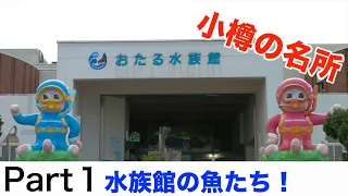 【水族館】小樽の有名観光地！おたる水族館に突撃！！