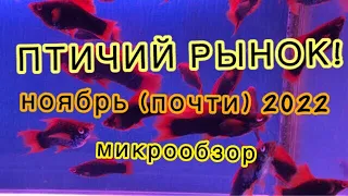 ПТИЧИЙ РЫНОК, САДОВОД! МАЛЕНЬКИЙ ОБЗОР ЗА КОНЕЦ ОКТЯБРЯ-НАЧАЛО НОЯБРЯ.