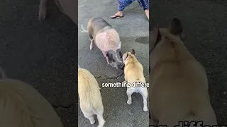 Dog plays with pig