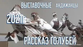 Андижанских голубей Обзор рассказ Выставочные  Голуби #tauben #pigeons