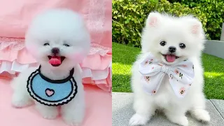 TOP Cute Mini Pomeranian | Funny and Cute Pomeranian Videos Mилыe ЩЕНКu ШПИц pretty I 2