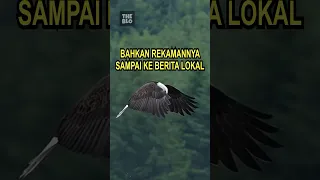 Video Elang Ini Mengejutkan