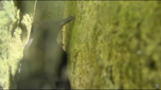 170706 Audubon Guillemot Burrow - Two New Guillemot Chicks