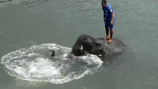 Swimming with elephant. Купание со слонами.