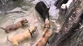 Hunting dog vs Wild boar