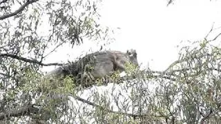 Wild Koalas mating on Koalas & Kangaroos IN THE WILD tour, Melbourne