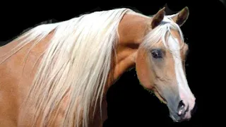 💗The HORSE of my DREAMS!💗