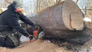 Stihl ms 250 vs huge dead ash tree