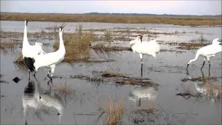 Whooping Crane Pairs