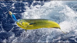 Mahi Mahi and Blue Marlin Fishing: Essential Gear Guide for Offshore Angler