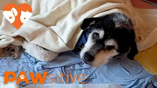 Alone for 6 Weeks After Owner Unexpectedly Dies - starving pup won't leave his side | PAWsitive 🧡