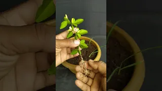 How to propagate Triphasia trifolia from cutting | Bonsai Trees #gardening #plants #shorts #viral