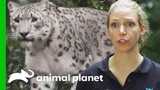 Snow Leopard Needs Eye Drops | The Zoo: From The Inside