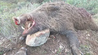 CEHENNEM DERE AZILI DOMUZ AVI / Perfect Action wild boar hunting