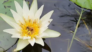 Nymphaea ou 'ninfeia'