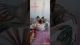 🐈‍⬛‼️напрыгались‼️так что устали‼️