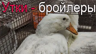 Утки бройлеры | Что это?