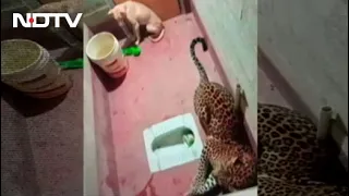 A Dog And A Leopard, Stuck In Toilet For Hours. How This Ended