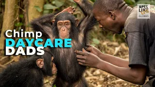 Daycare Dads: The Art of Baby Chimp Sitting | Baby Ape Forest School