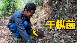 Lao Luo went up the mountain to look for fungus and tested his eyesight