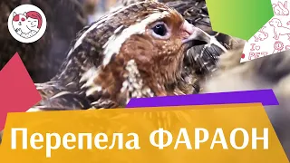 ПЕРЕПЕЛА ФАРАОН  Агропромышленная выставка Золотая  осень 2016 iLikePet