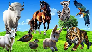 Funny Sounds, Animal Moments Around Us: Horse, Goat, Donkey, Lynx, Parrot | Animal Paradise