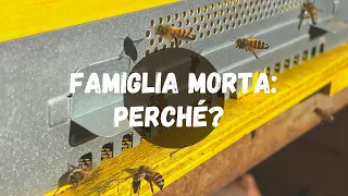 Apicoltura: famiglia morta in inverno, perché?