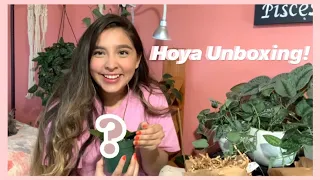 Hoya Unboxing! | Gardino's Nursery