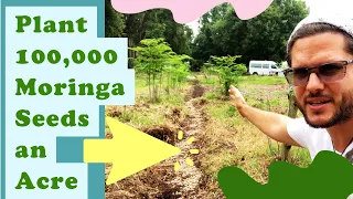 Plant 100,000 Moringa Seeds an Acre