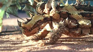 Thorney Devil - Weirdest Lizard! - Strange Creatures - Reptiles Discovery #lizard #reptiles