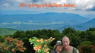 Hike Up Gregory Bald (Flame Azaleas, Bear Encounter)