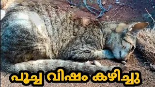 Rescue poor kitten very sick- Saddest kitten you've seen!#Dazzledsweetie #catlove #cat #Youtube