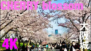 【4K HDR】Virtual travel - Osaka Japan Walking in Osakajo castle - in 4K 大阪城　桜　Cherry blossom 2022