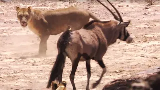 Young Lions Attack Oryx | BBC Earth