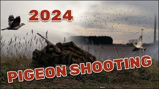 2024  Pigeon shooting begins ACTION PACKED