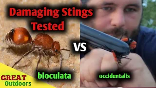 Cow killer (velvet Ant) Sting is more serious than expected.