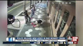Police release new video in Bad Monkey crash in Ybor City