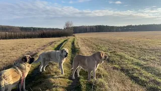 Spanish mastiff // Mastin español - Lu Dareva kennel dogs on a walk // mastif hiszpański