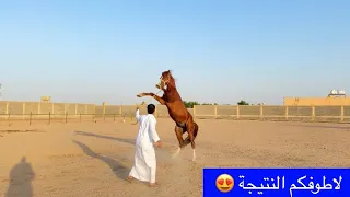 حصان يرفض التحكم بالقود  ويهجم على خياله (طريقة التعامل معه ) Horse refuse to control him